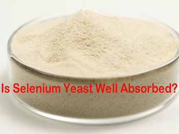 Is Selenium Yeast Well Absorbed?